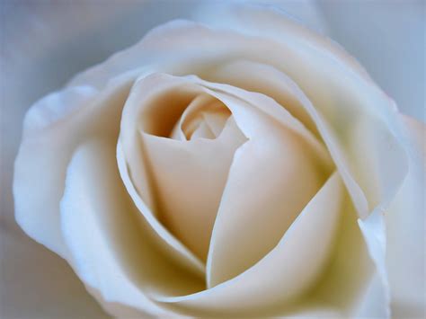 Uncovering the White Magic Rose's Connection to Nature